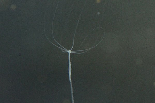 Рабочие методы krab2 at