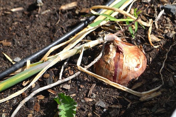 Профессиональные сервисы на кракен сайт